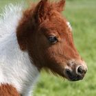 Shetland-Fohlen mit Ohren