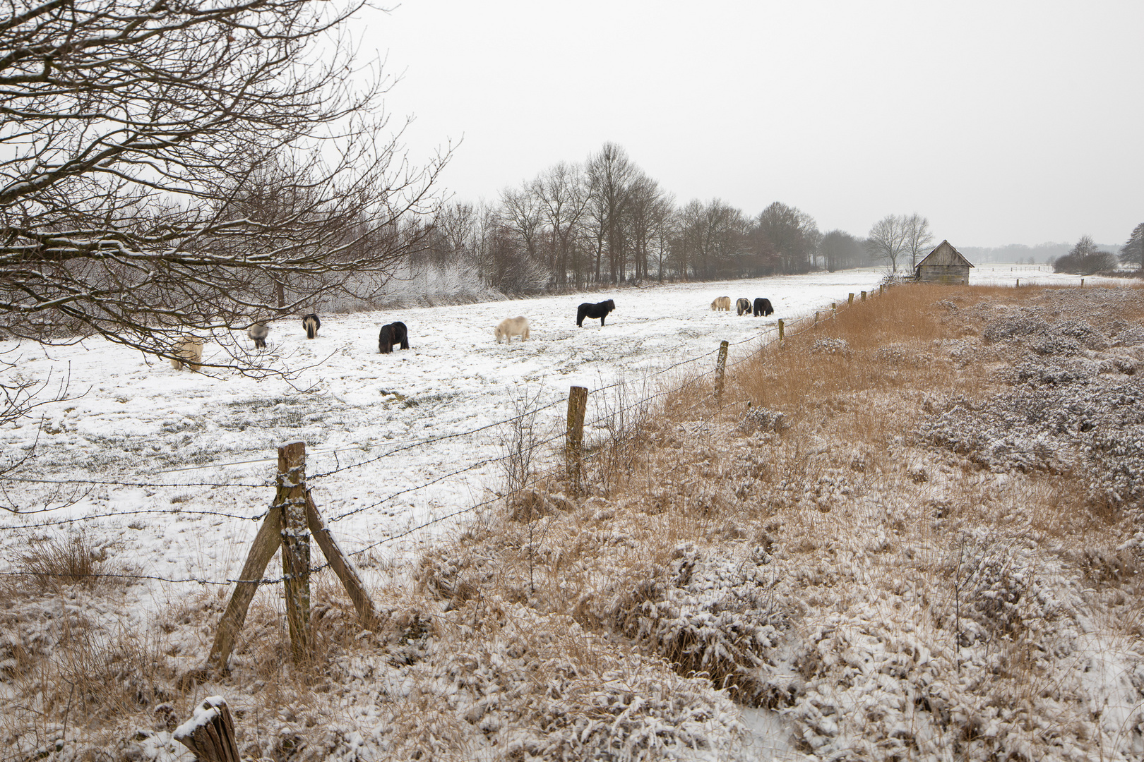 Shetland-Ponies auf Weide im Schnee