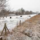 Shetland-Ponies auf Weide im Schnee