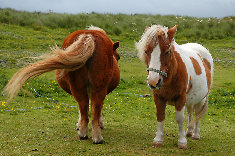 Shetland Ponies