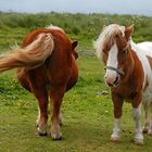 Shetland Ponies