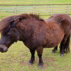 Shetland-Pony 