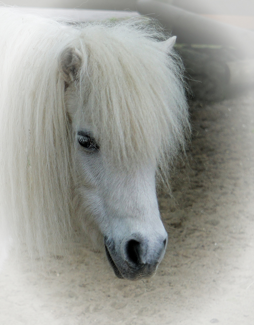 Shetland Pony