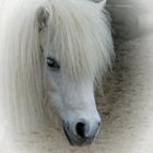 Shetland Pony