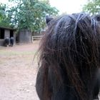 Shetland Pony