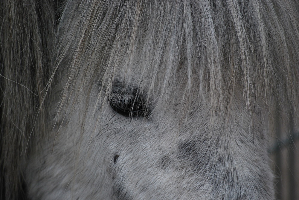 Shetland Pony