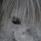 Shetland Pony