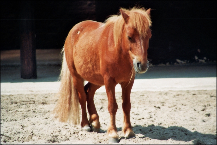 Shetland Pony