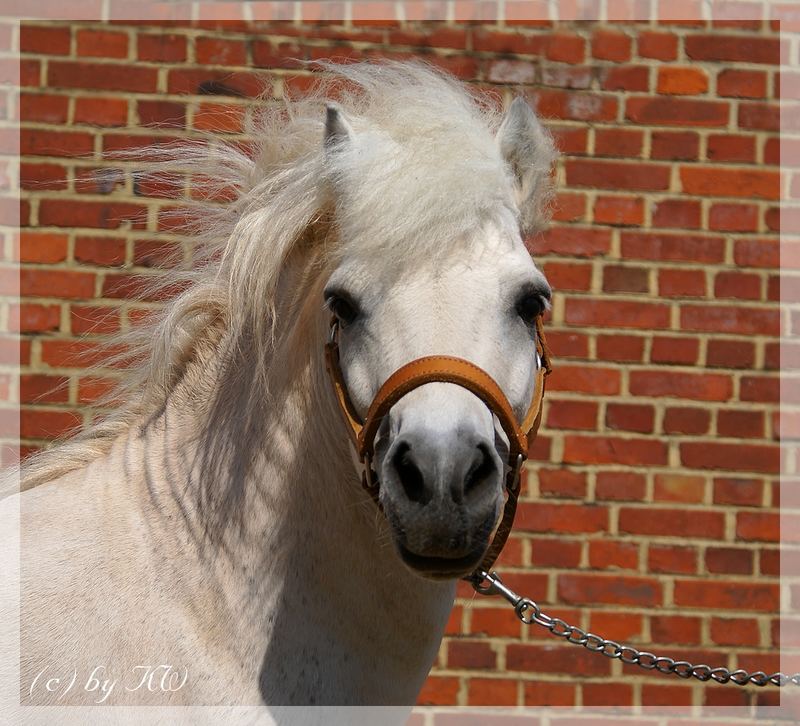 Shetland Pony Deckhengst "Wirbel"