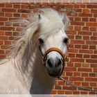 Shetland Pony Deckhengst "Wirbel"