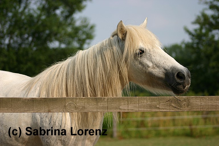 Shetland Pony:-)