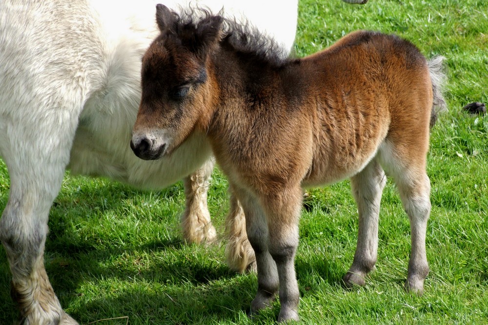 SHETLAND PONY FOAL