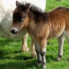 SHETLAND PONY FOAL