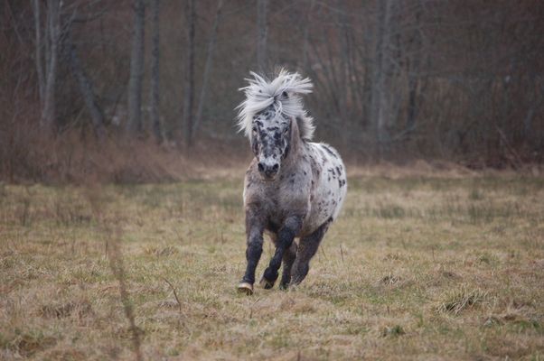 Shetland Pony in gallopp