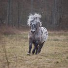 Shetland Pony in gallopp