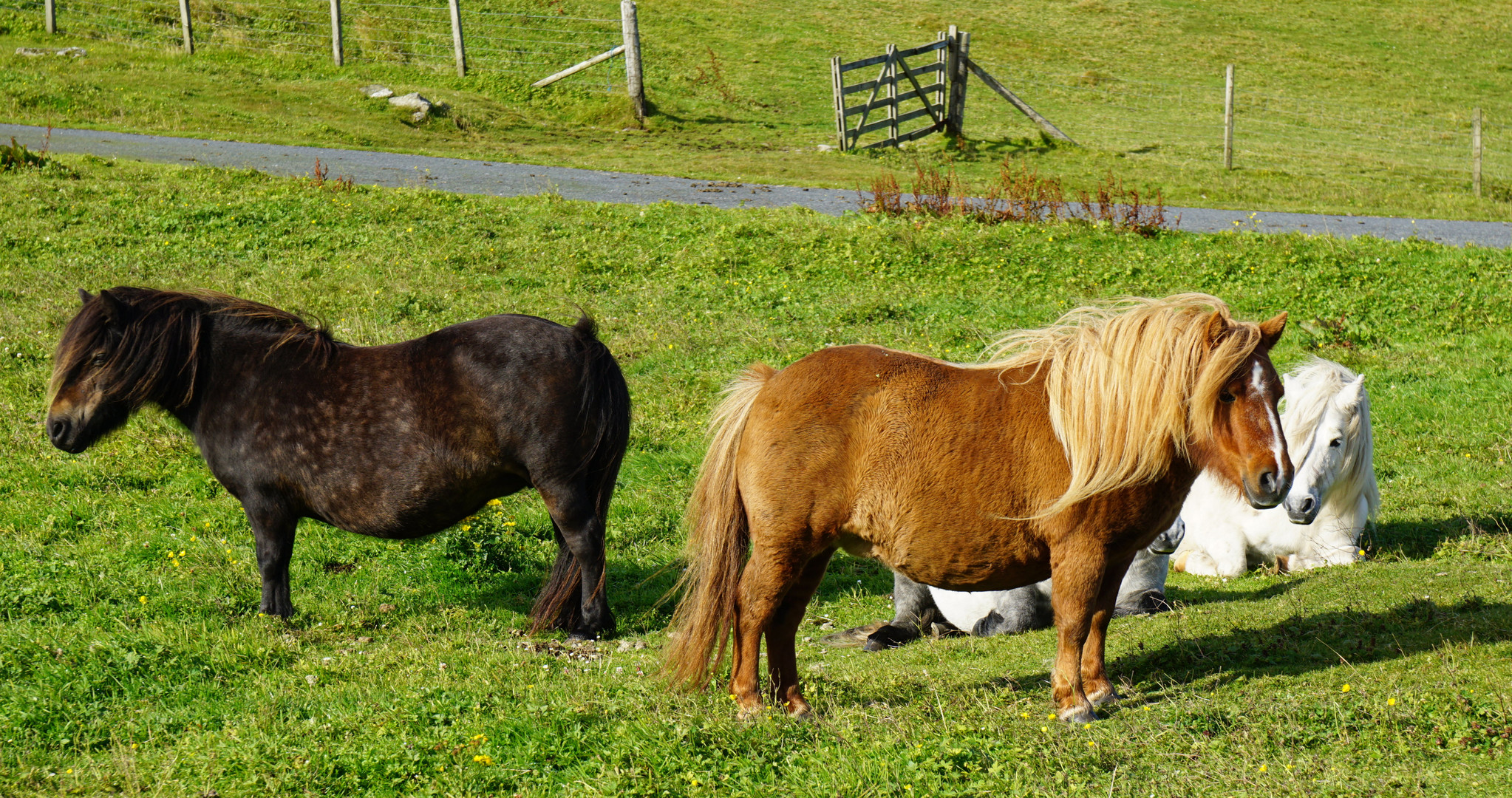 Shetland Ponys