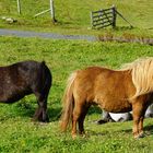 Shetland Ponys