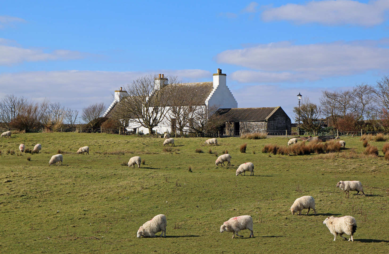 Shetland Schafe