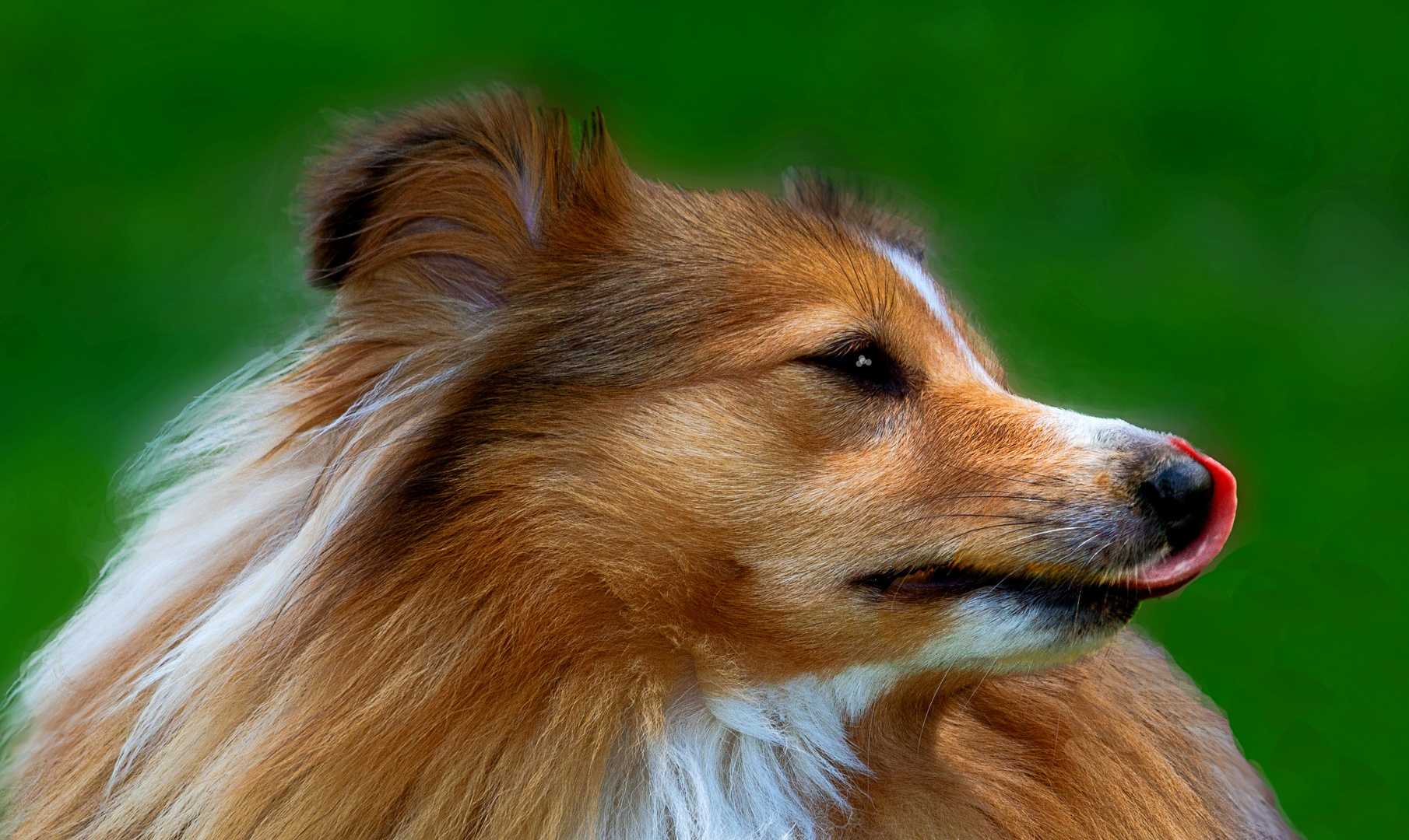 Shetland Sheepdog