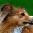 Shetland Sheepdog