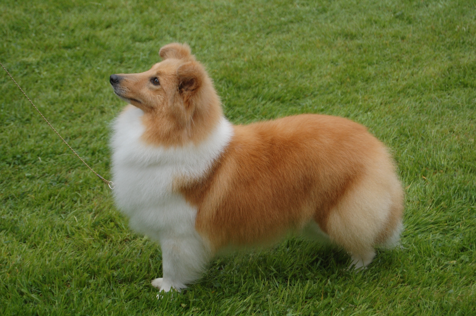 Shetland Sheepdog