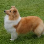 Shetland Sheepdog