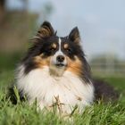 Shetland Sheepdog