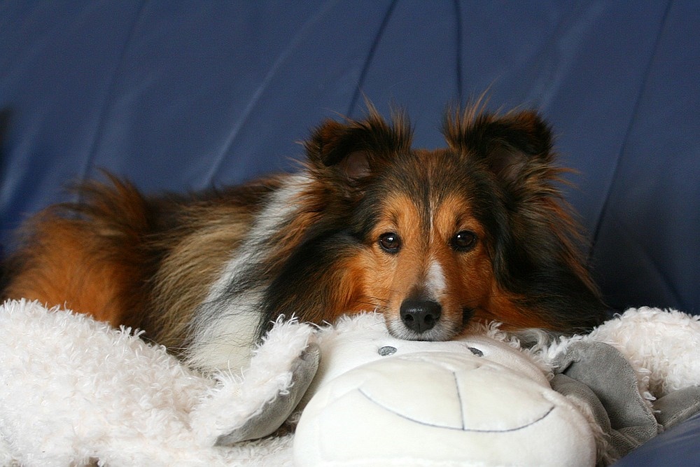 Shetland Sheepdog...