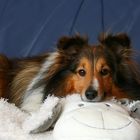 Shetland Sheepdog...