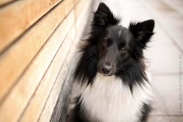 Shetland Sheepdog in der Stadt