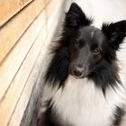 Shetland Sheepdog in der Stadt