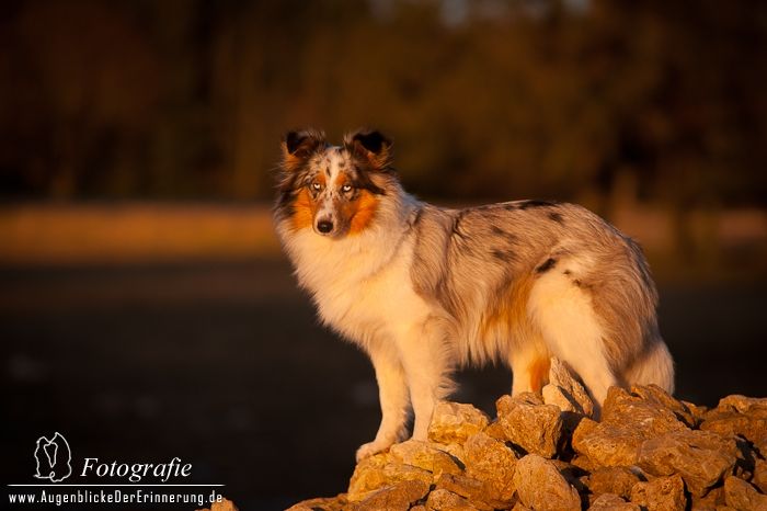 Shetland Sheepdog - Maja