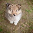 Shetland Sheepdog Welpe