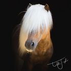 Shetland stallion