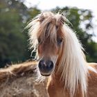 Shetlandpony