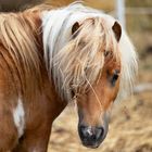 Shetlandpony