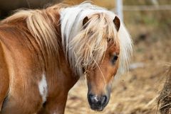 Shetlandpony