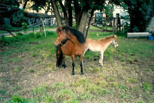 Shetlandpony