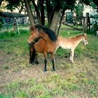 Shetlandpony