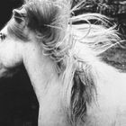 Shetlandpony