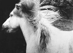 Shetlandpony