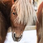 Shetland.pony.