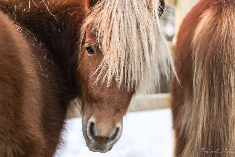 Shetland.pony.