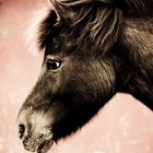 Shetlandpony