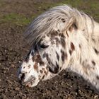 Shetlandpony...