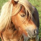 Shetlandpony