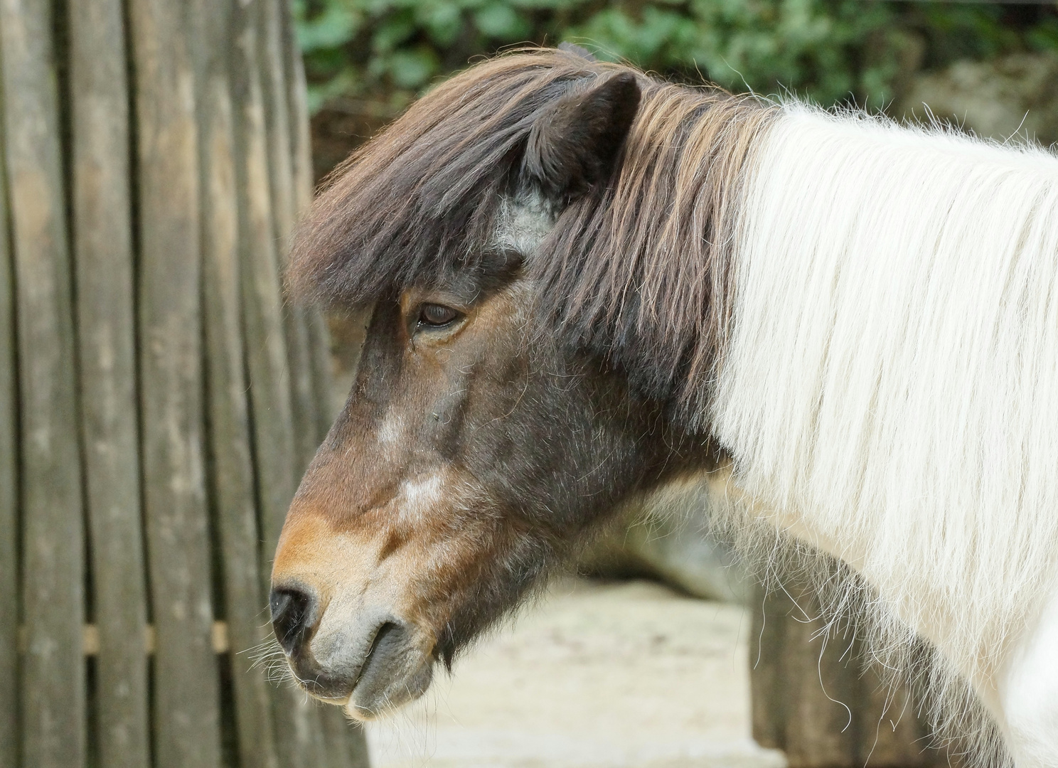 Shetlandpony