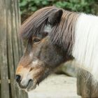 Shetlandpony