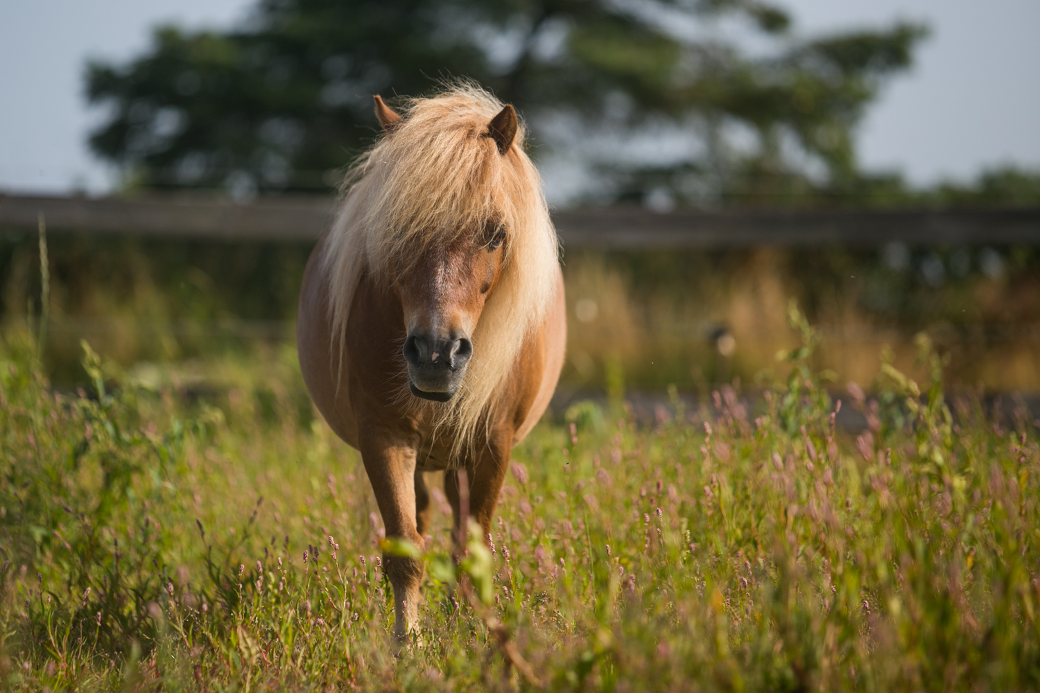 Shetlandpony