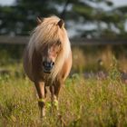 Shetlandpony